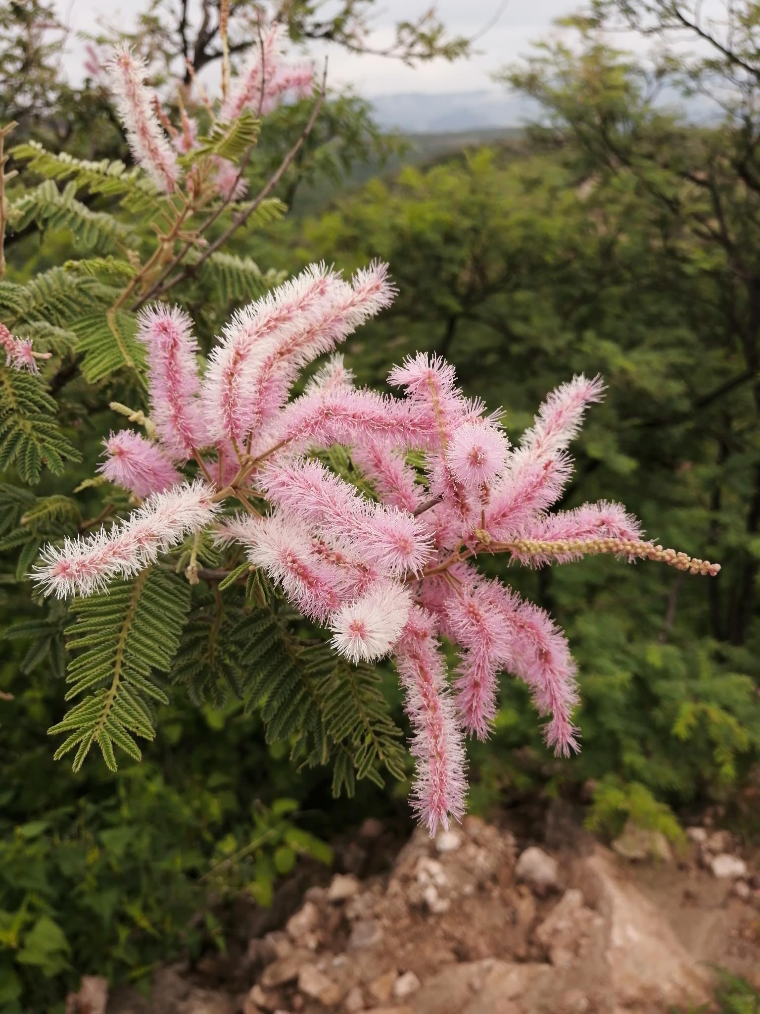 Mimosa benthamii
